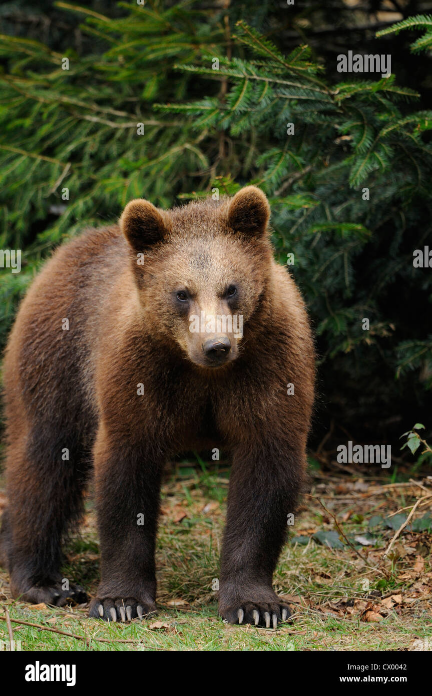 Young Eurasian brown bear (Ursus arctos arctos) standing Stock Photo ...