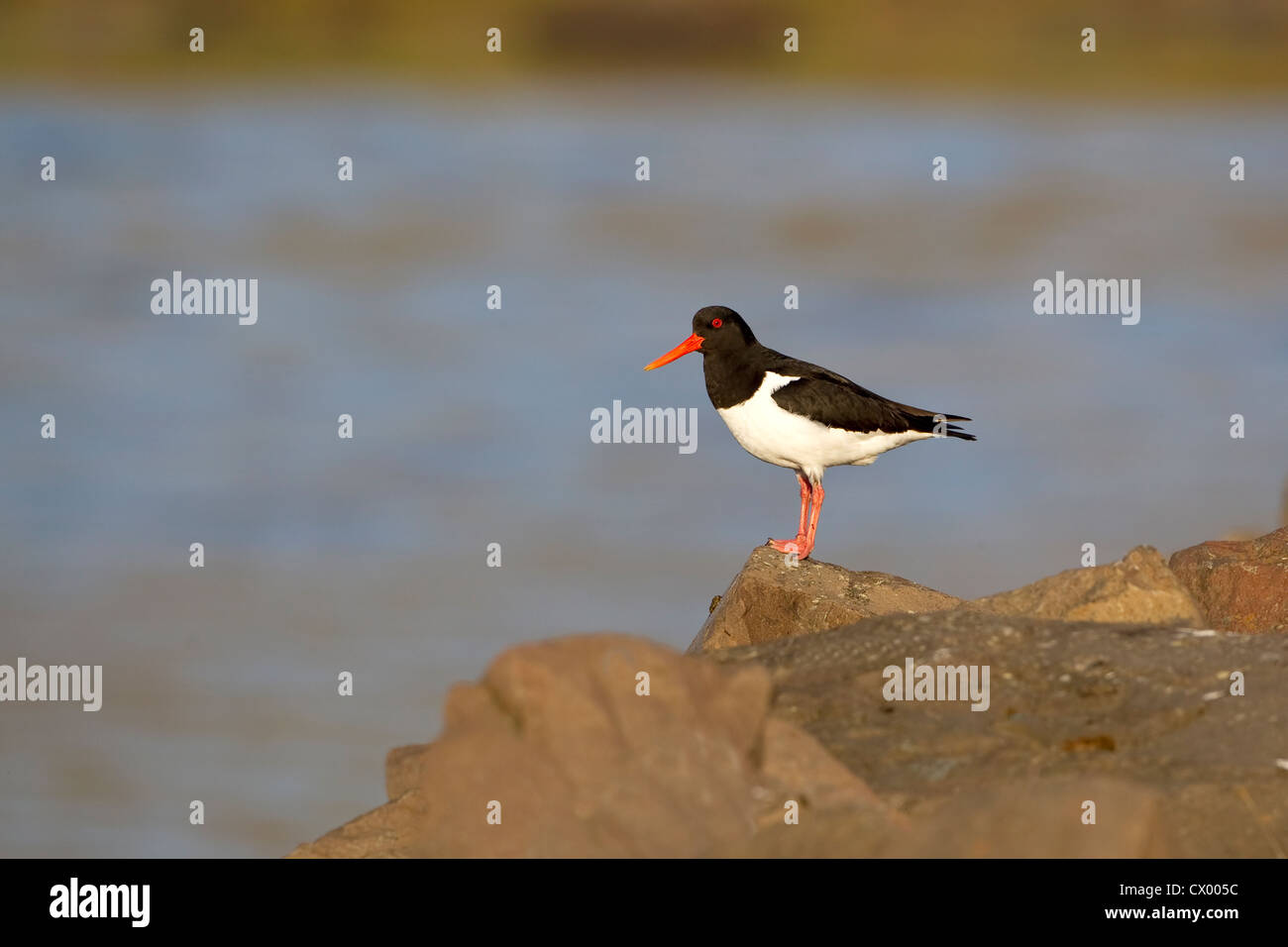 Oyster Catcher Haematopus Ostralegus in profile on a rock in evening light Stock Photo