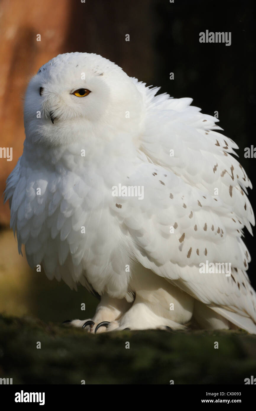 Snowy Owl (Bubo scandiacus Stock Photo - Alamy