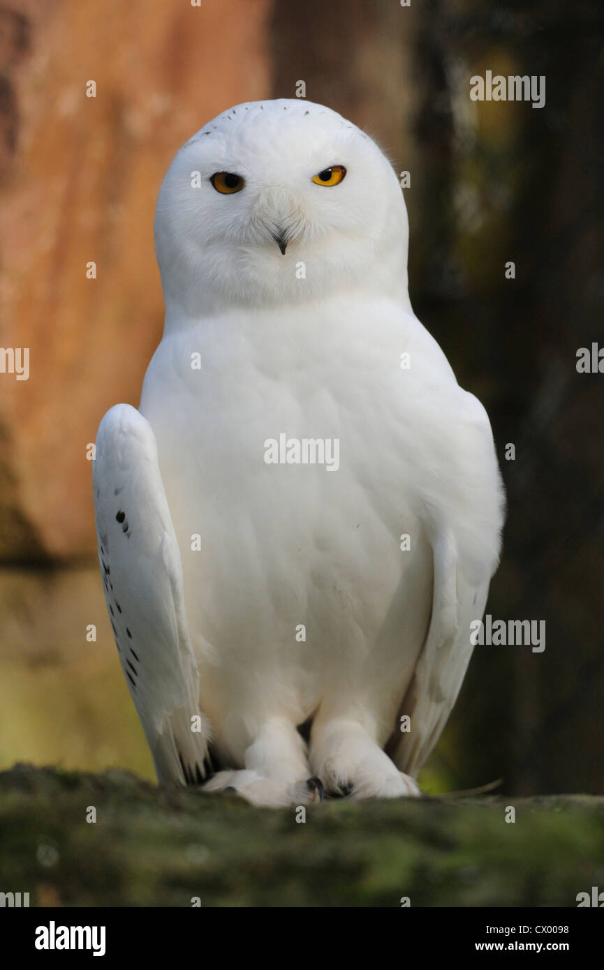 Snowy Owl (Bubo scandiacus Stock Photo - Alamy
