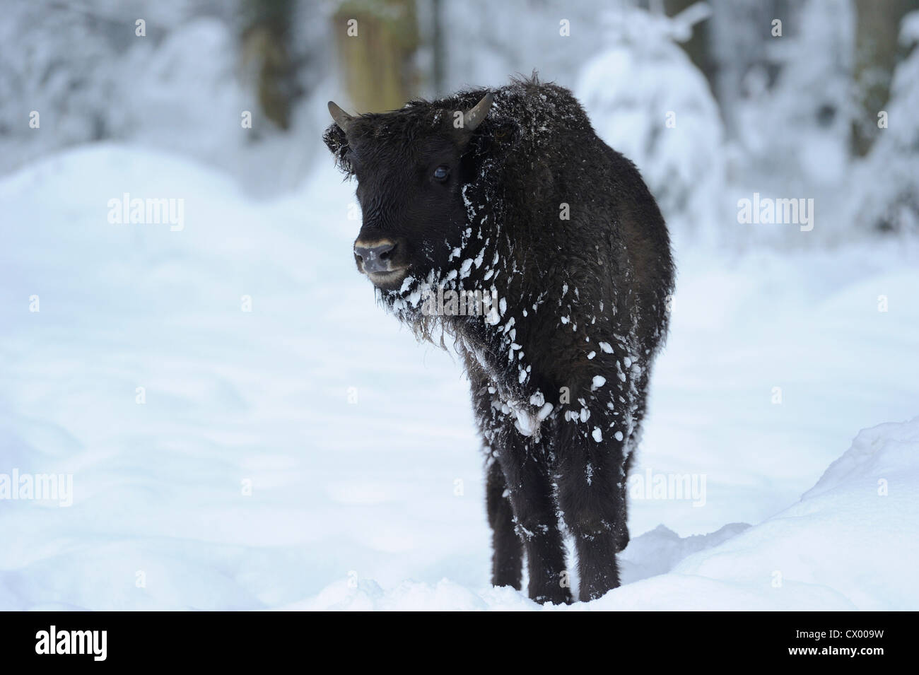 Young Wisent (Bison bonasus) in snow Stock Photo - Alamy