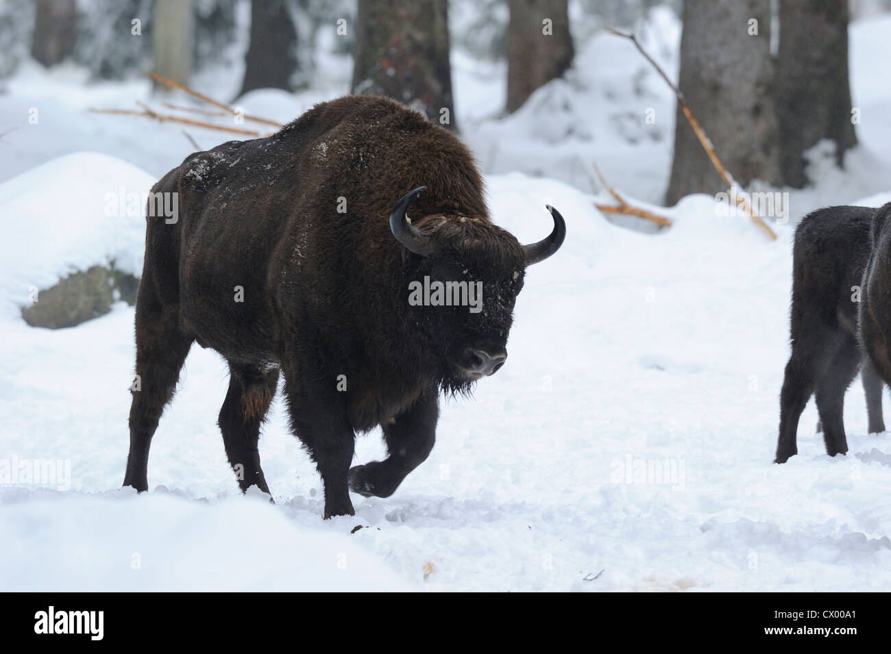 Wisent (Bison bonasus) in snow Stock Photo - Alamy