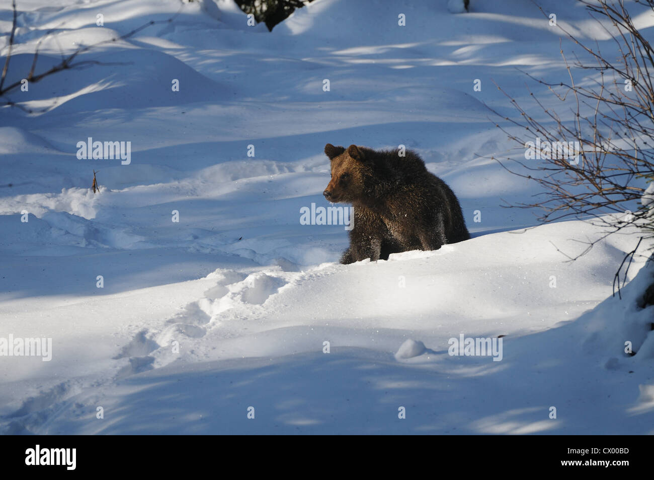 Young Eurasian brown bear (Ursus arctos arctos) in snow Stock Photo - Alamy