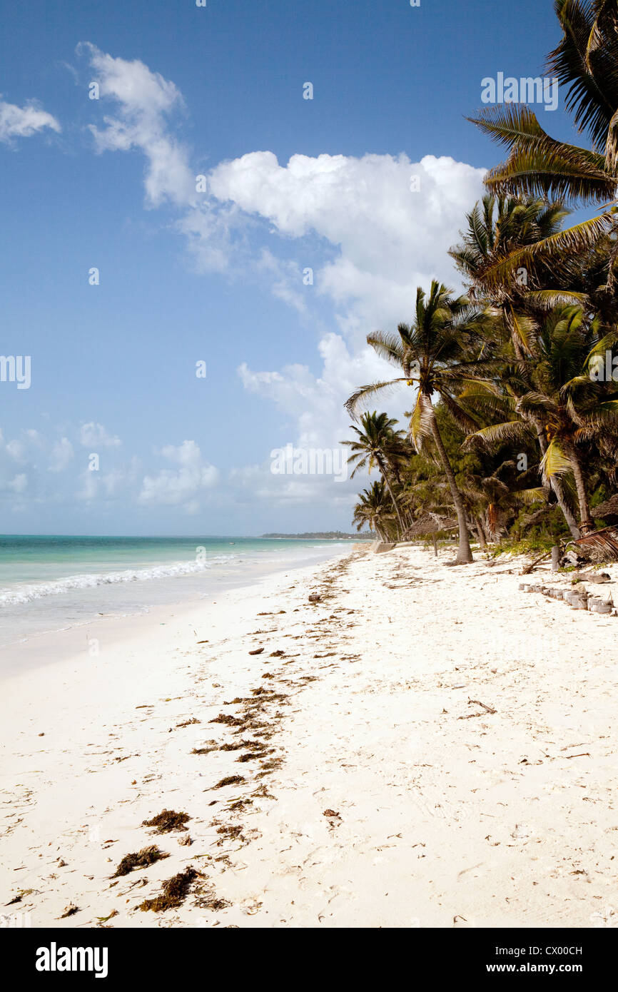 Tropical beach palm trees hi-res stock photography and images - Alamy