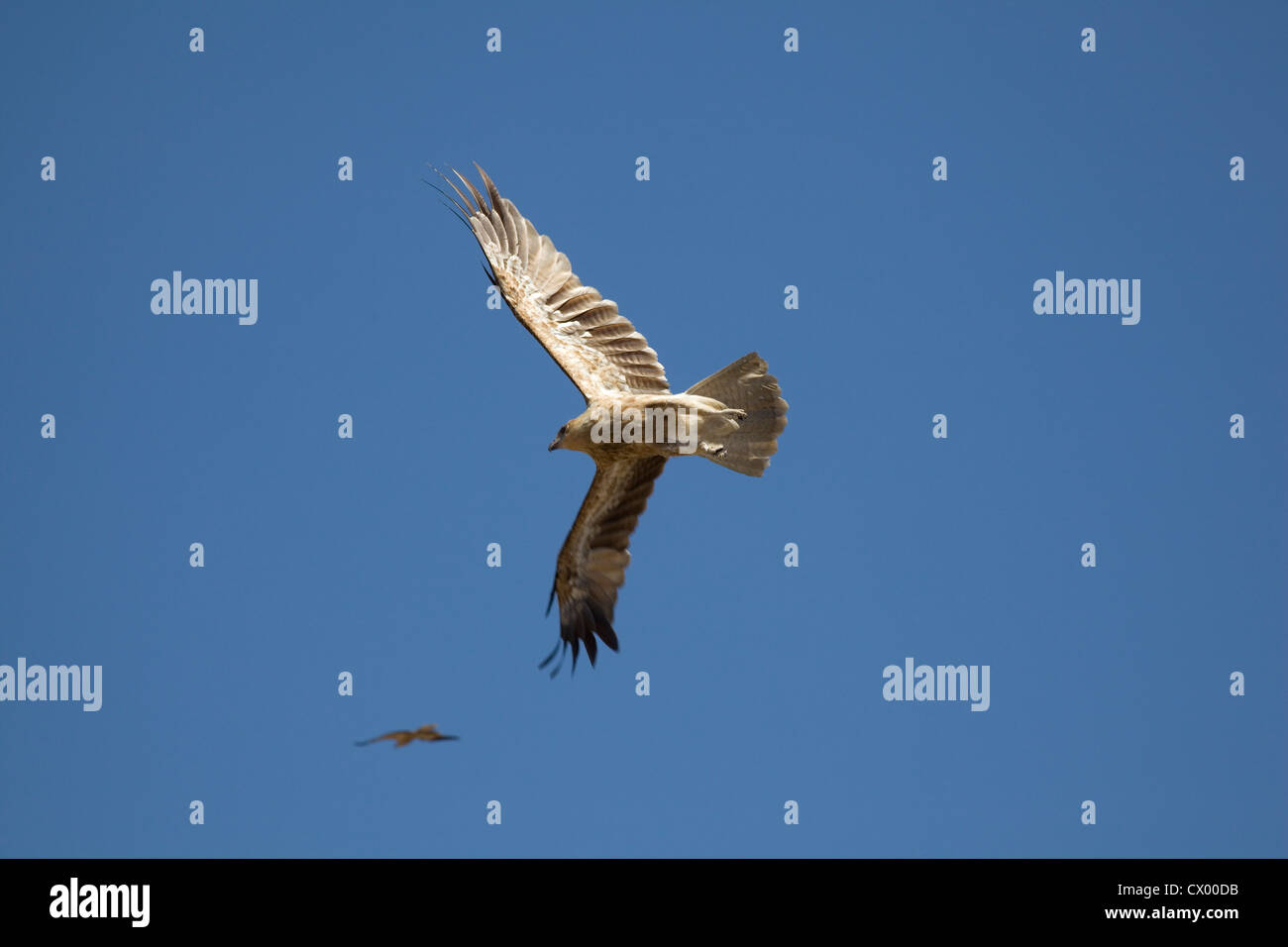 Difference Between Kite And Eagle