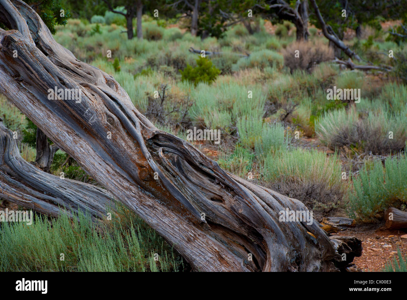 Tree Falling Down Stock Photos & Tree Falling Down Stock Images Alamy