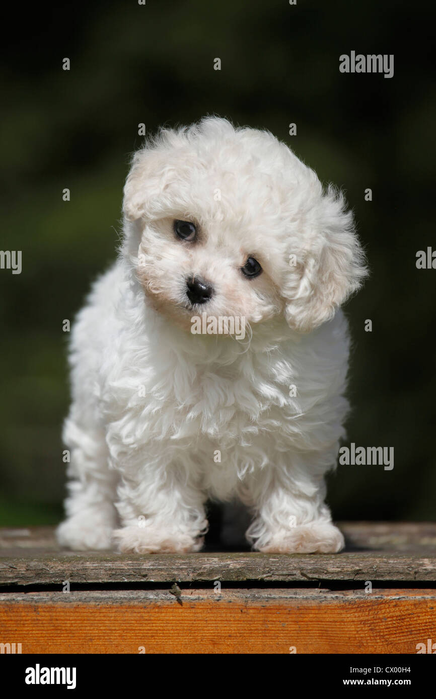 Bolognese Puppy Stock Photo Alamy