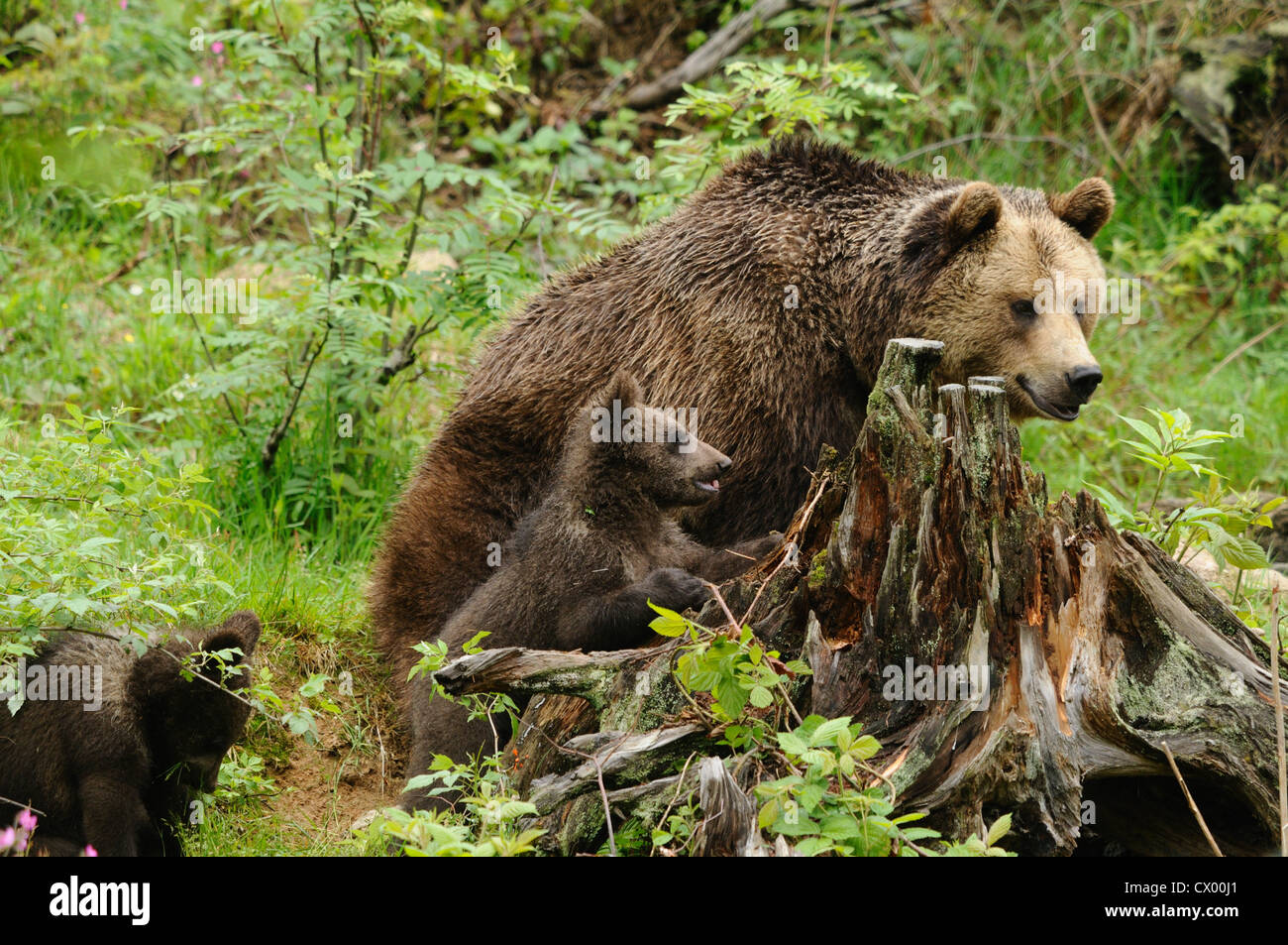 Eurasian brown bears (Ursus arctos arctos), mother with youngs Stock ...