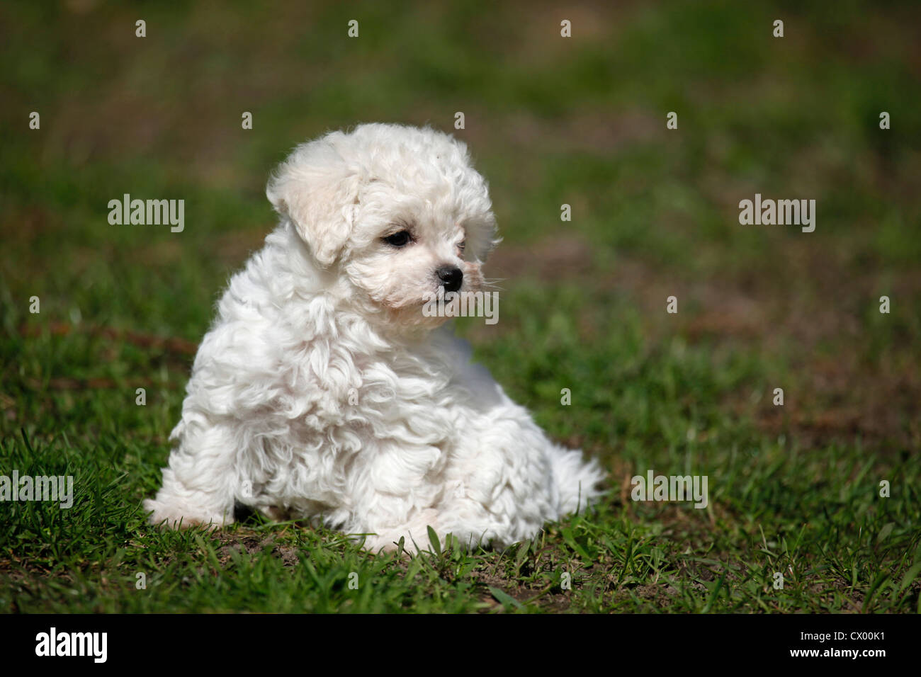 Bolognese Puppy Stock Photo - Alamy