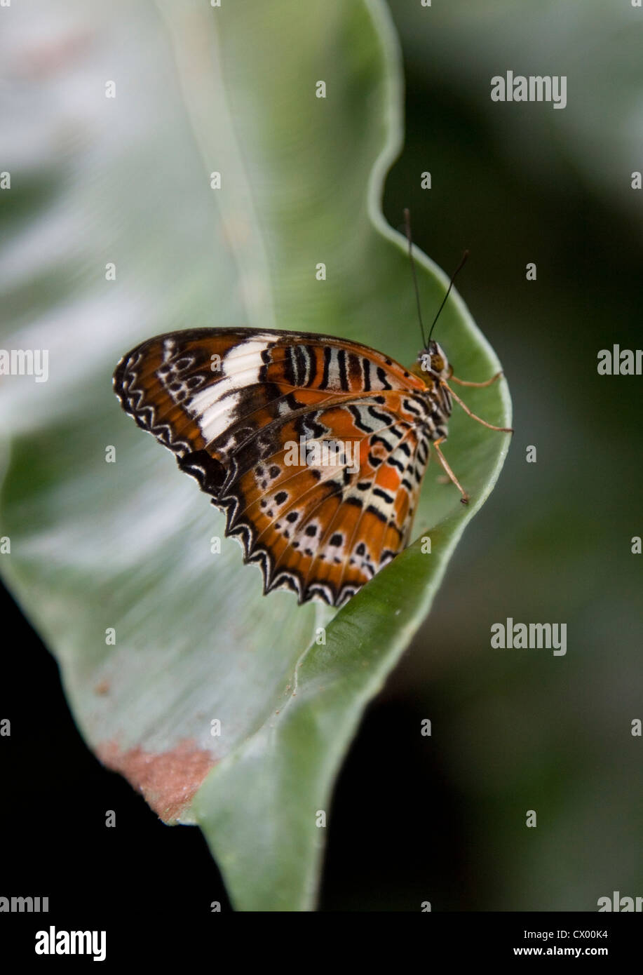 Orange Lacewing Butterfly on a leaf, Cairns, Australia Stock Photo