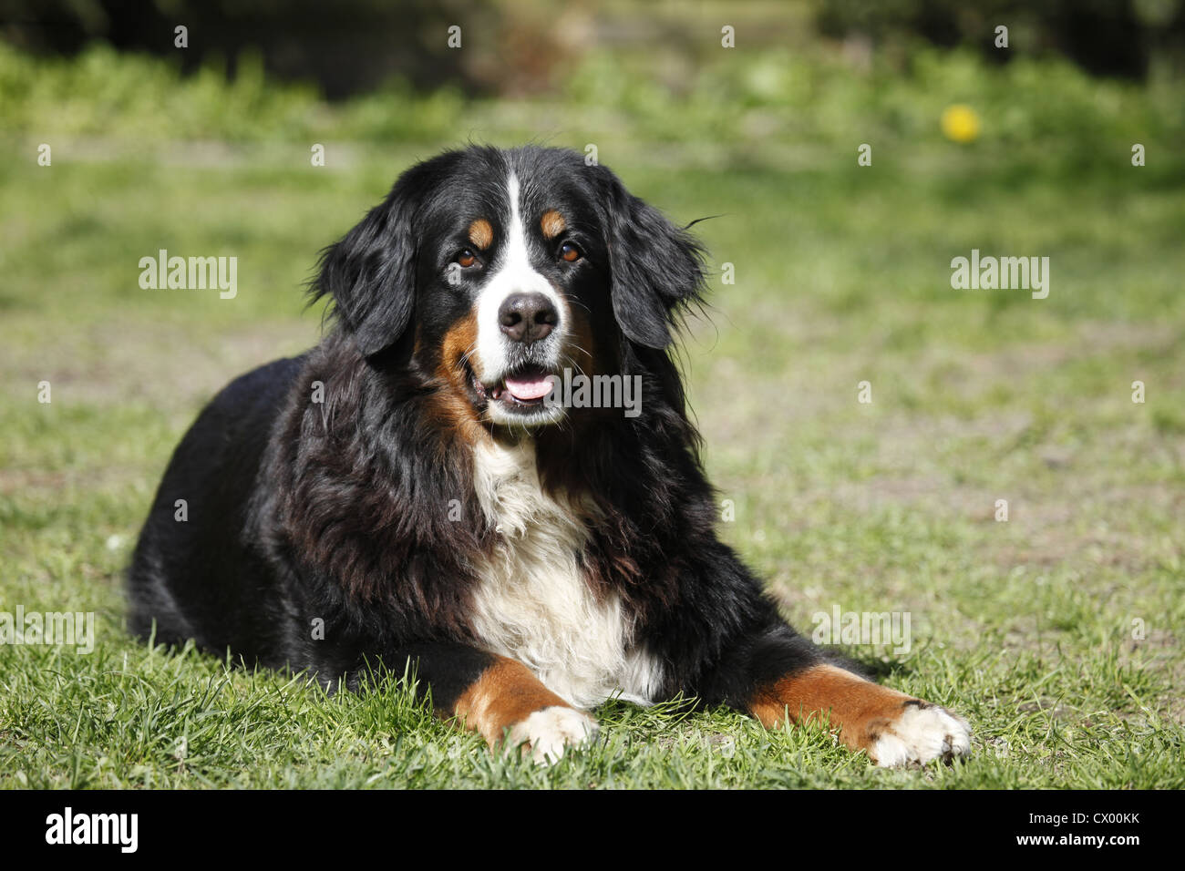 lying Bernese Mountain Dog Stock Photo - Alamy