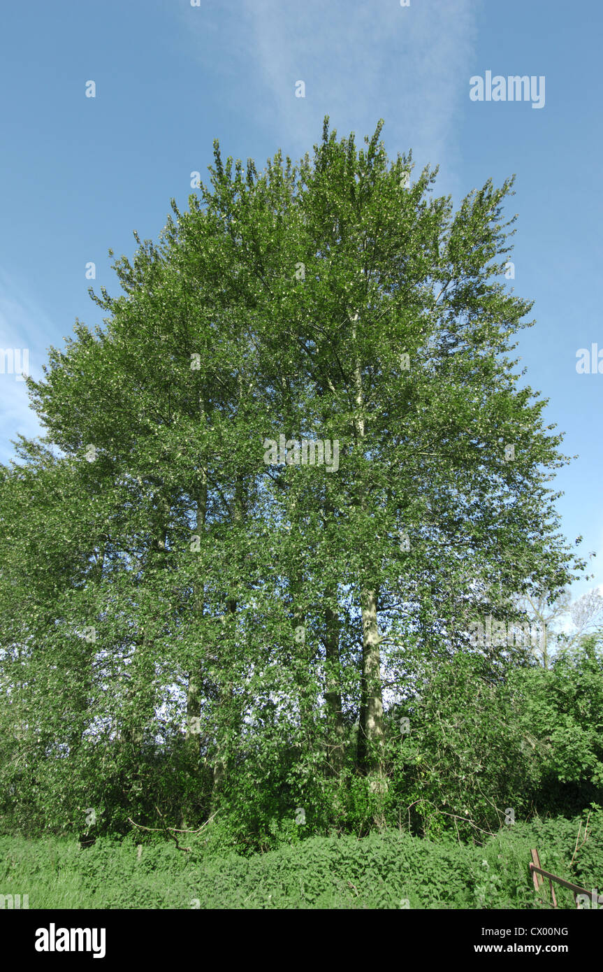 Hybrid between Eastern and Western Balsam-poplars Populus trichocarpa x balsamifera Stock Photo