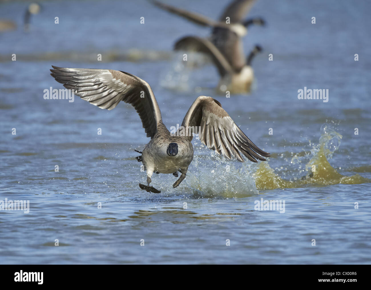 Canada Goose taking off Stock Photo - Alamy