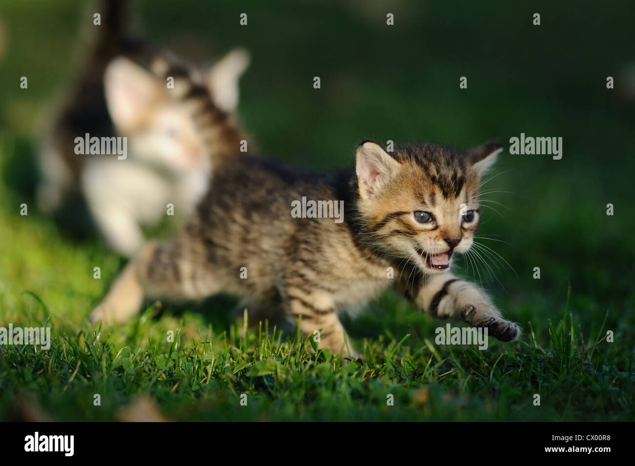 Kitten playing in grass Stock Photo - Alamy