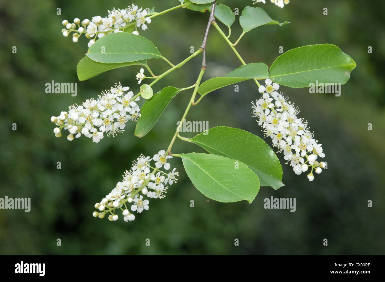 Rum Cherry (Black Cherry) Prunus serotina (Rosaceae) Stock Photo