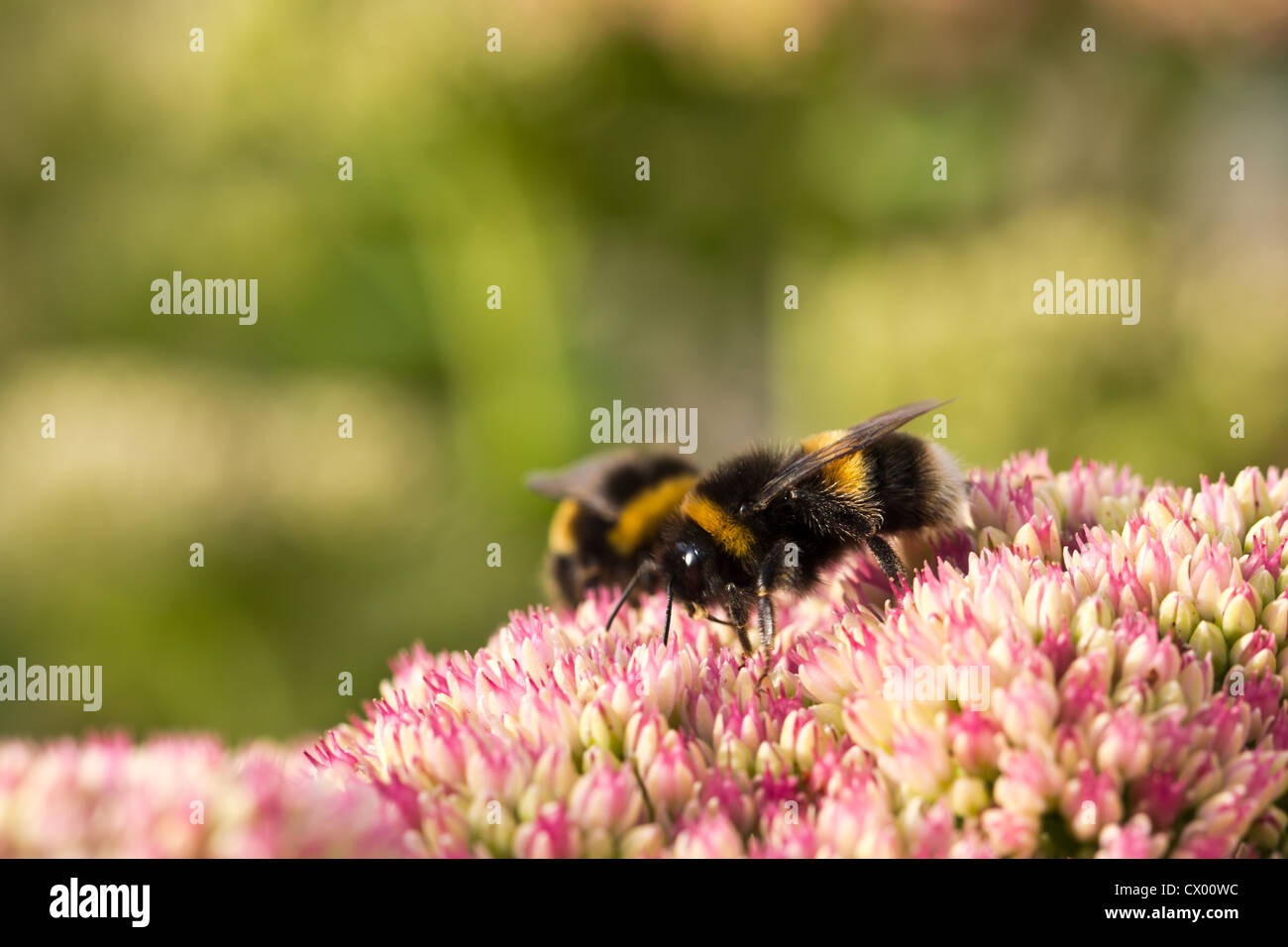 Bees on a flower Stock Photo