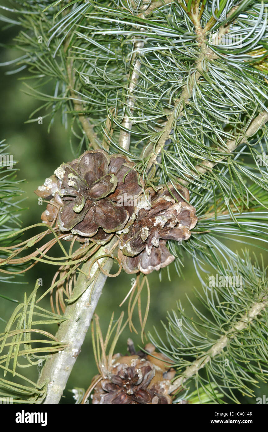 Japanese White Pine Pinus parviflora Stock Photo