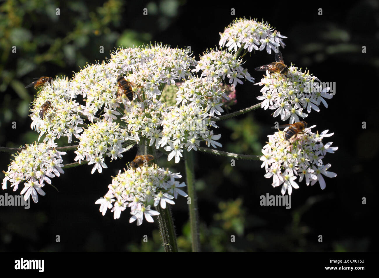 Black cow parsley hires stock photography and images Alamy