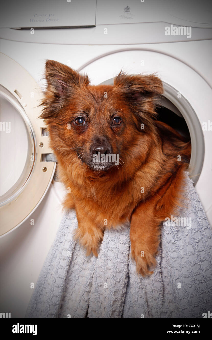 dog in washing machine Stock Photo Alamy