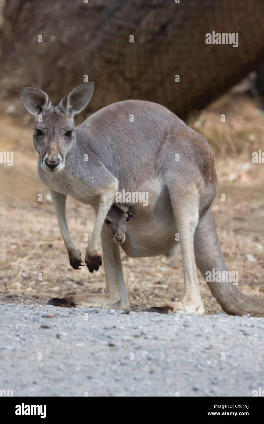 Kangaroo Mother & Joey on the side of the road, Adelaide, Australia Stock Photo