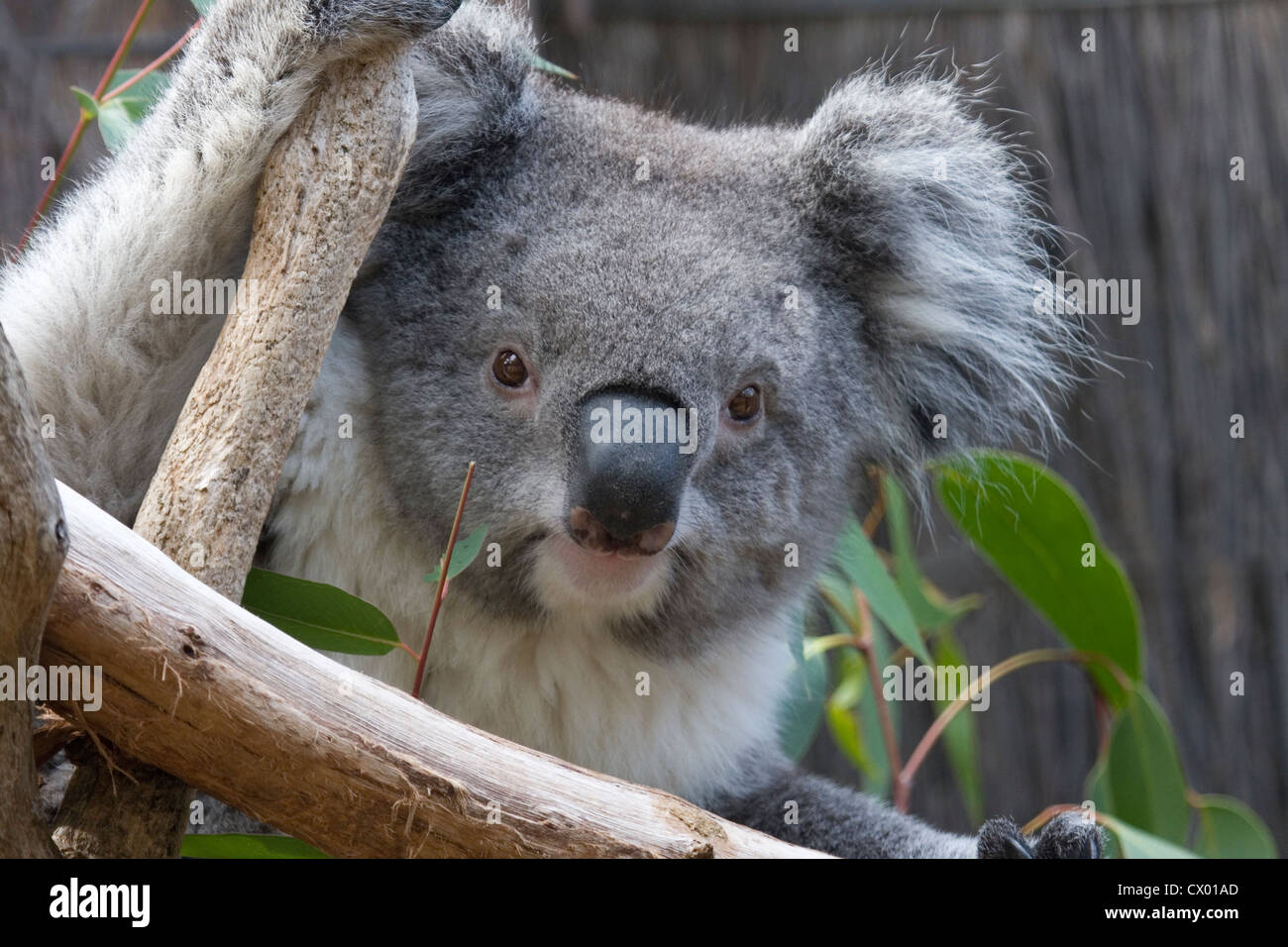 Happy Koala Bear Photos and Images