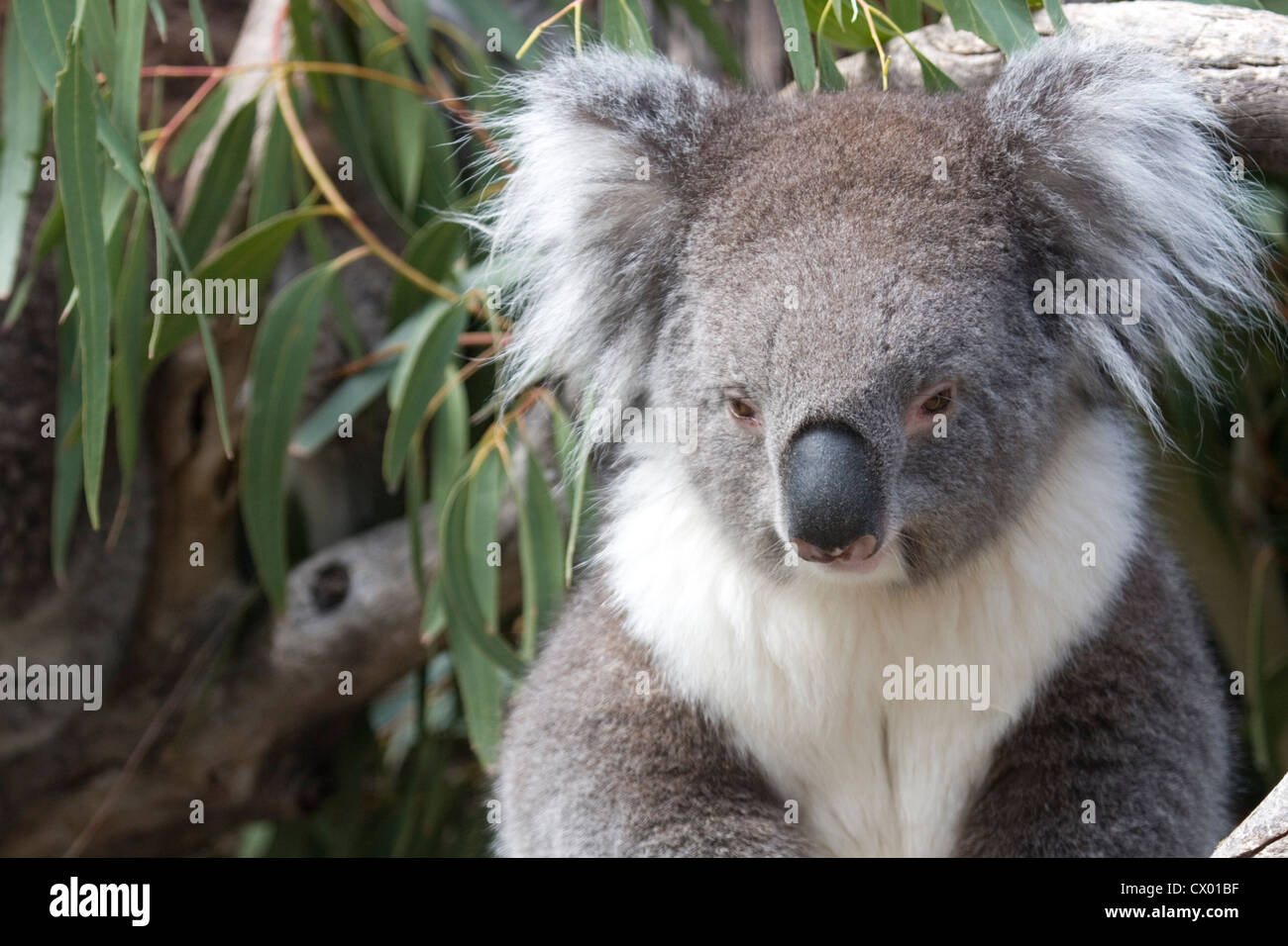 Koala in the eucalyptus leaves, Australia Stock Photo Alamy
