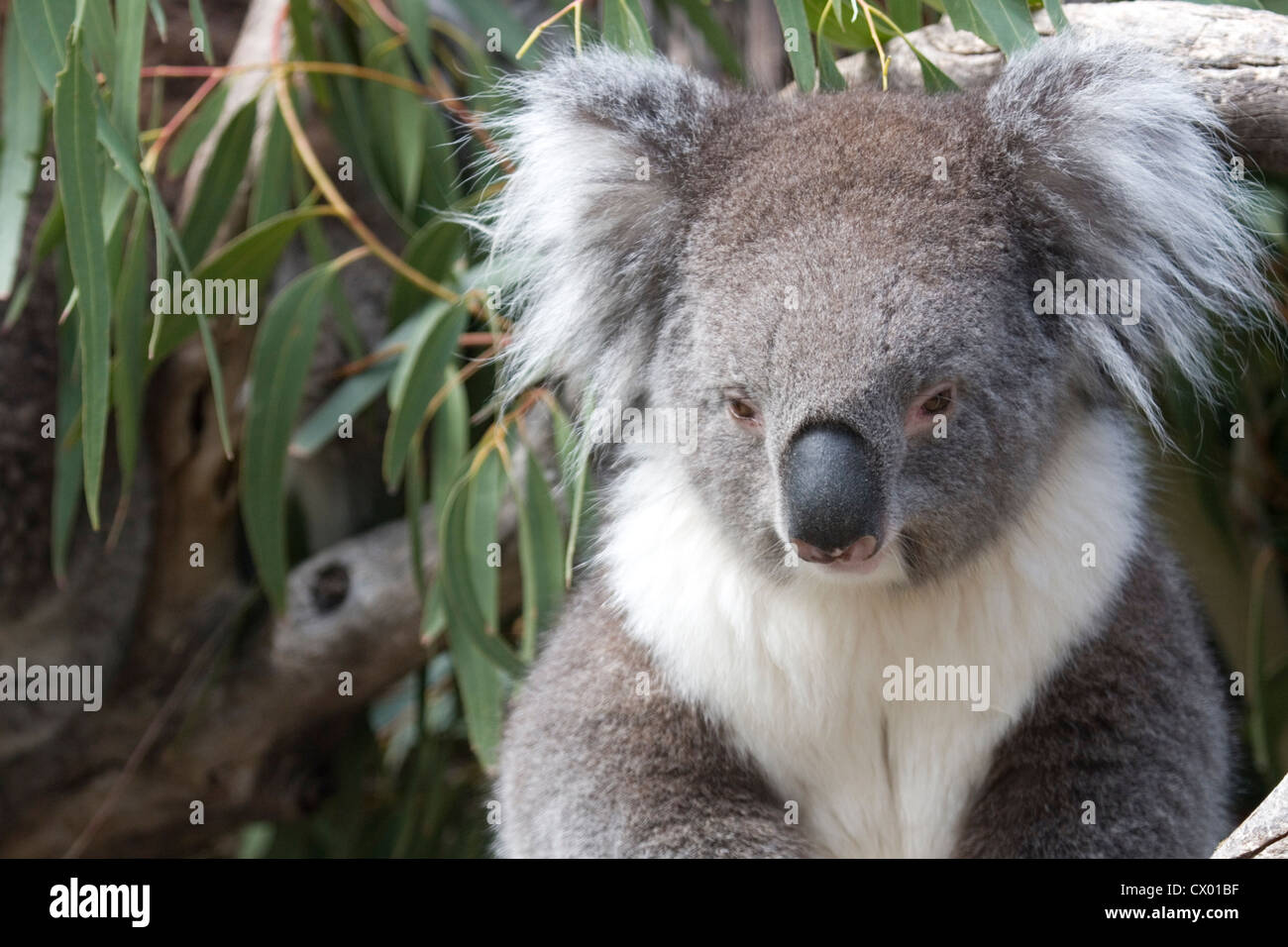 Koala in the eucalyptus leaves, Australia Stock Photo