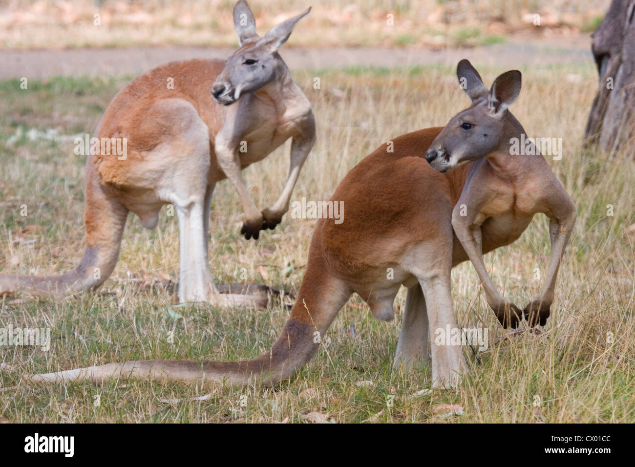 Two Kangaroos pose, Adelaide, Australia Stock Photo