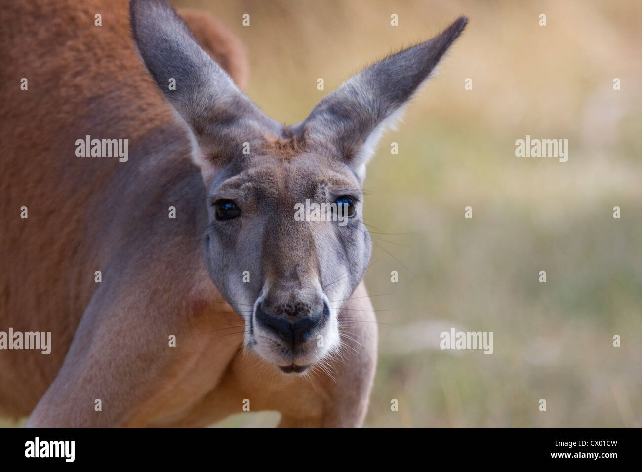 Concerned Kangaroo, Adelaide, Australia Stock Photo