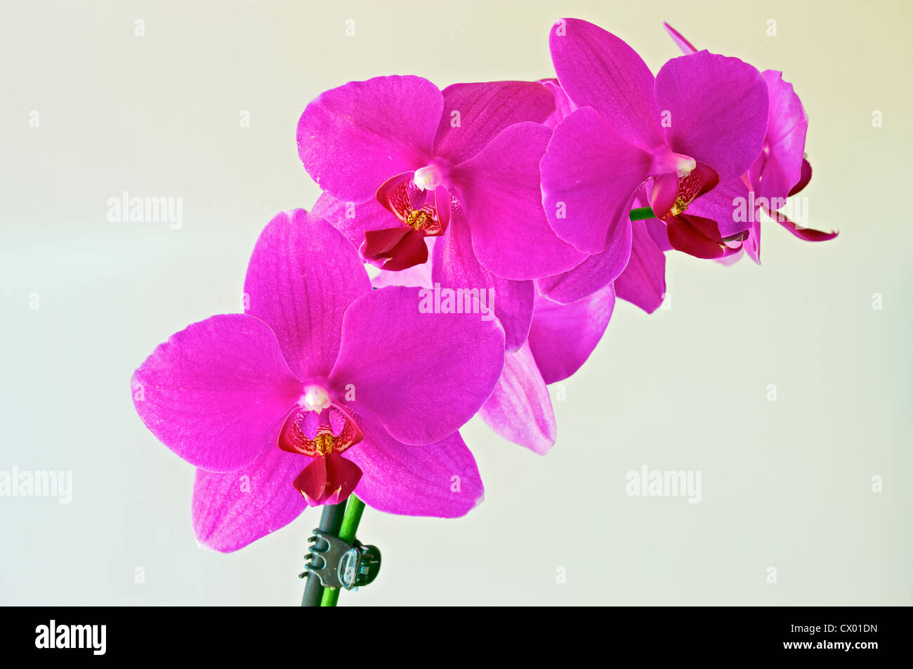 Exotic pink bloom hi-res stock photography and images - Alamy