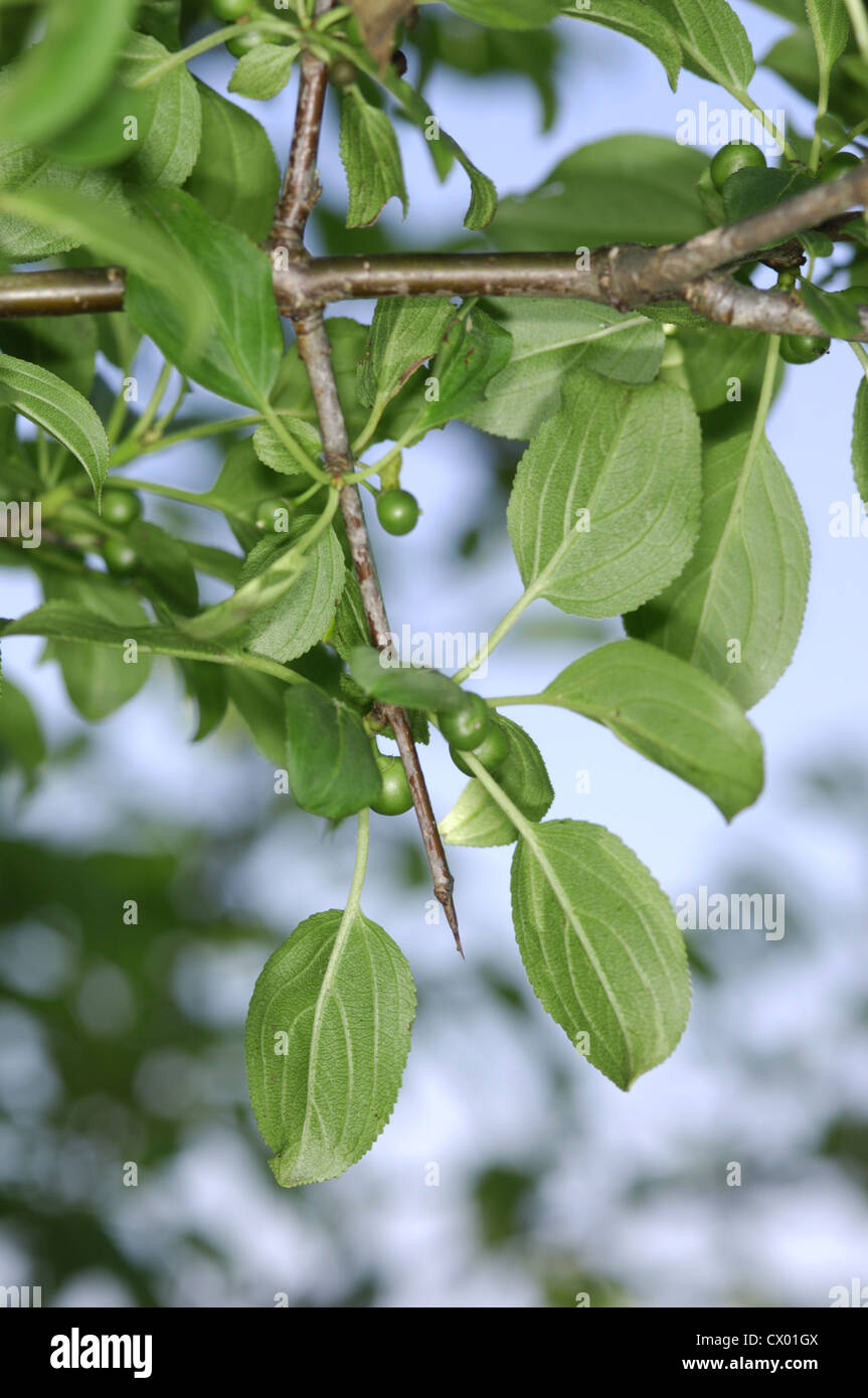 Buckthorn Rhamnus cathartica Rhamnaceae Stock Photo