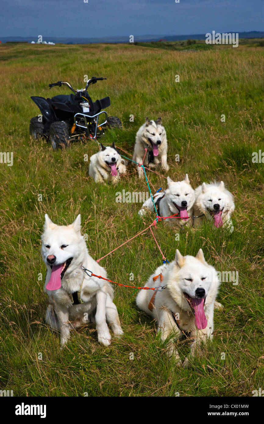 Summer dry husky dog sledding (trolling) in a wheeled vehicle, Iceland Stock Photo