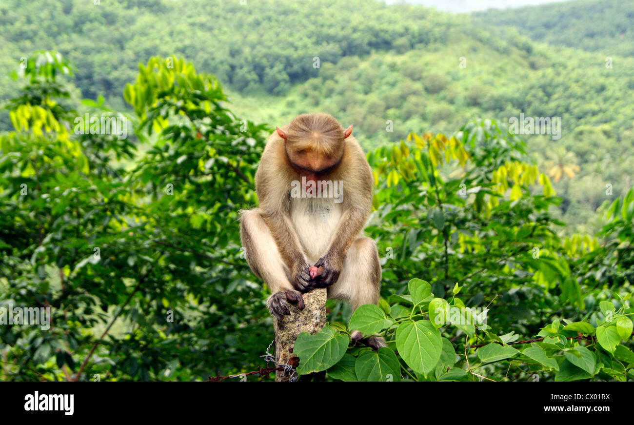 Masturbating Monkey on the foothills of Western Ghats Kerala India.Animal Masturbation sex scene of Male Monkey using his Penis Stock Photo