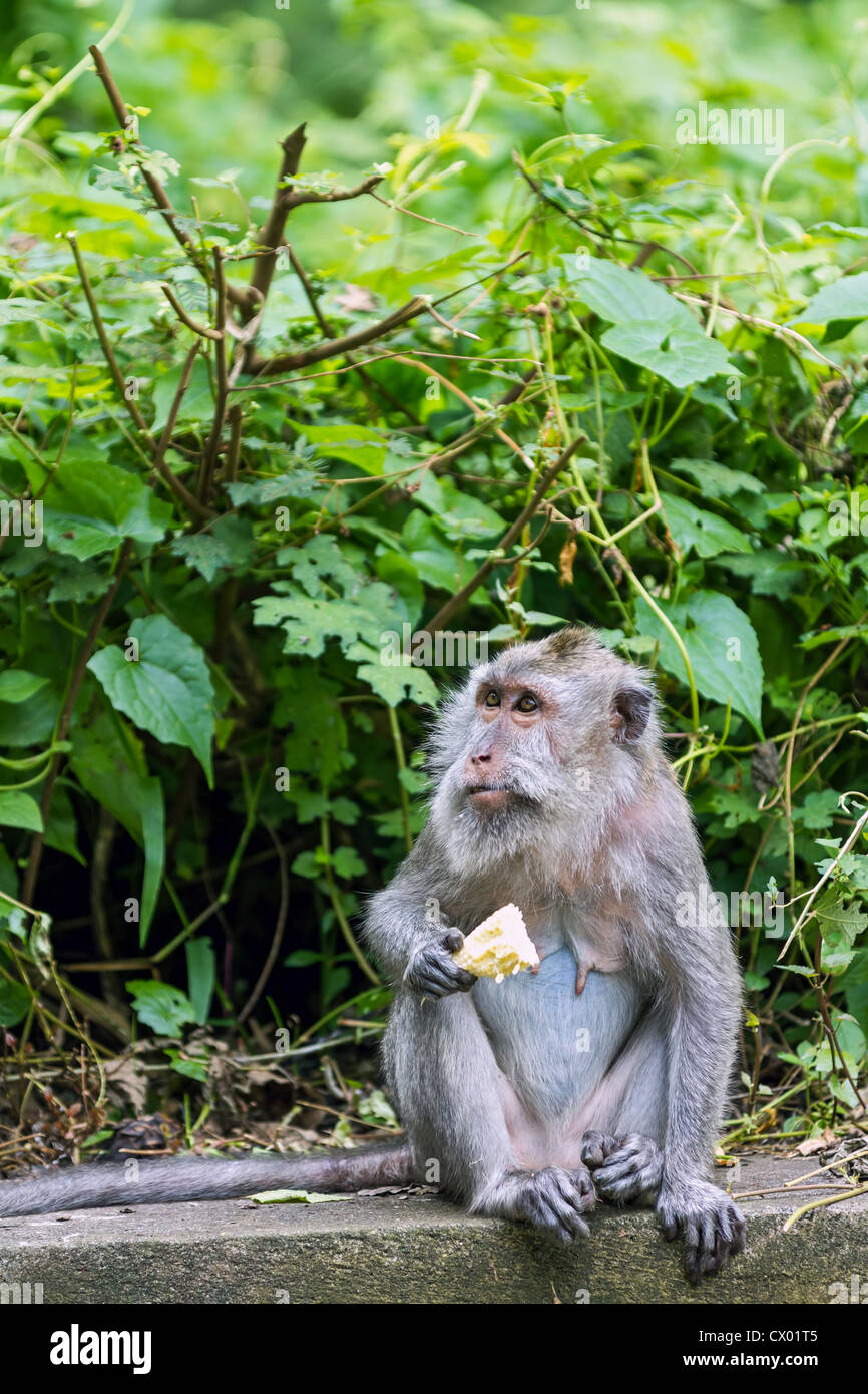Monkey eating fruit at sacred monkey forest, Ubud, Bali, Indonesia ...