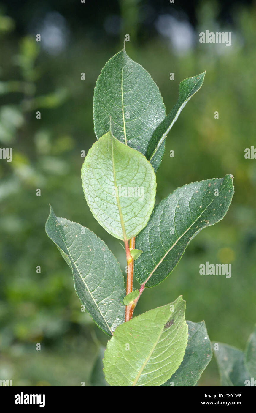 Dark-leaved Willow Salix myrsinifolia (pka S. nigricans) (Salicaceae) Stock Photo