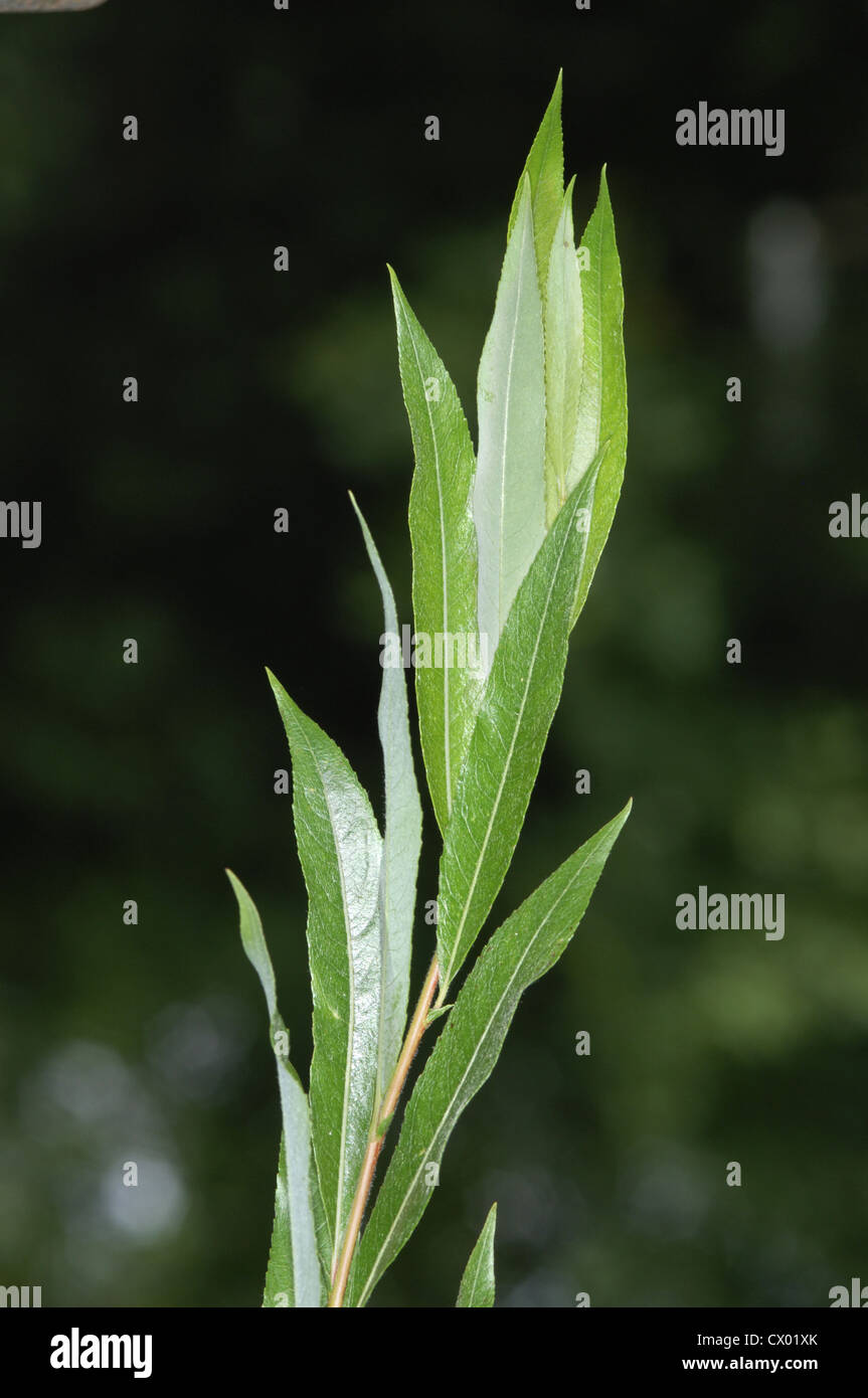 Siberian Violet-willow Salix acutifolia (Salicaceae) Stock Photo