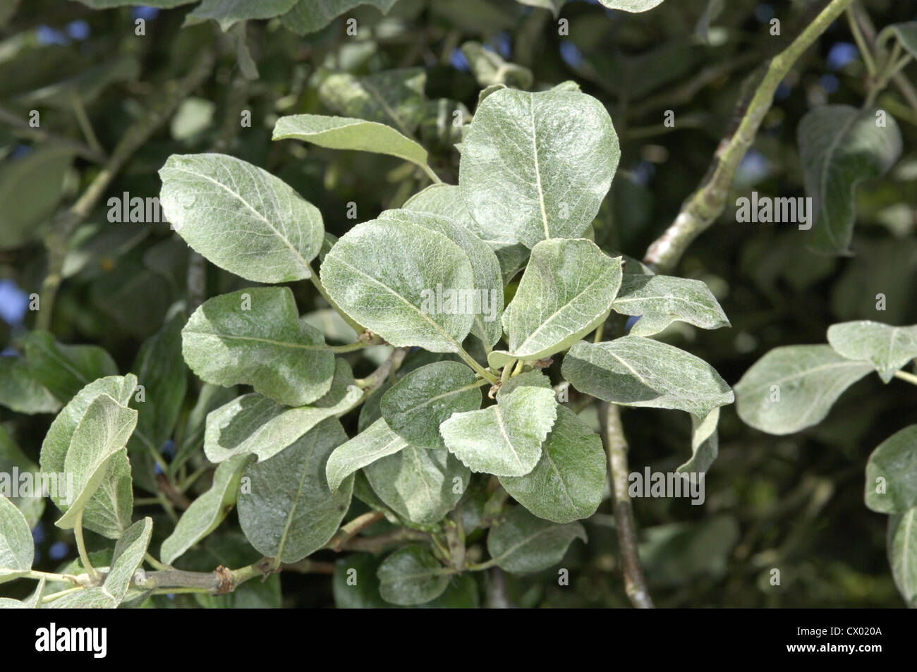 Snow Pear Pyrus nivalis (Rosaceae) Stock Photo