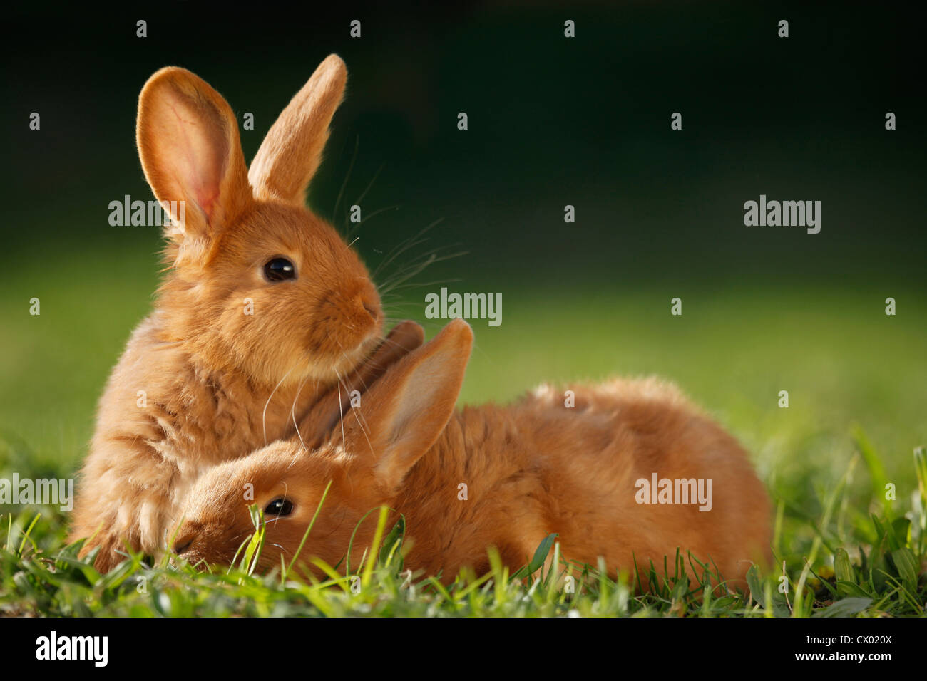 young New Zealander rabbits Stock Photo