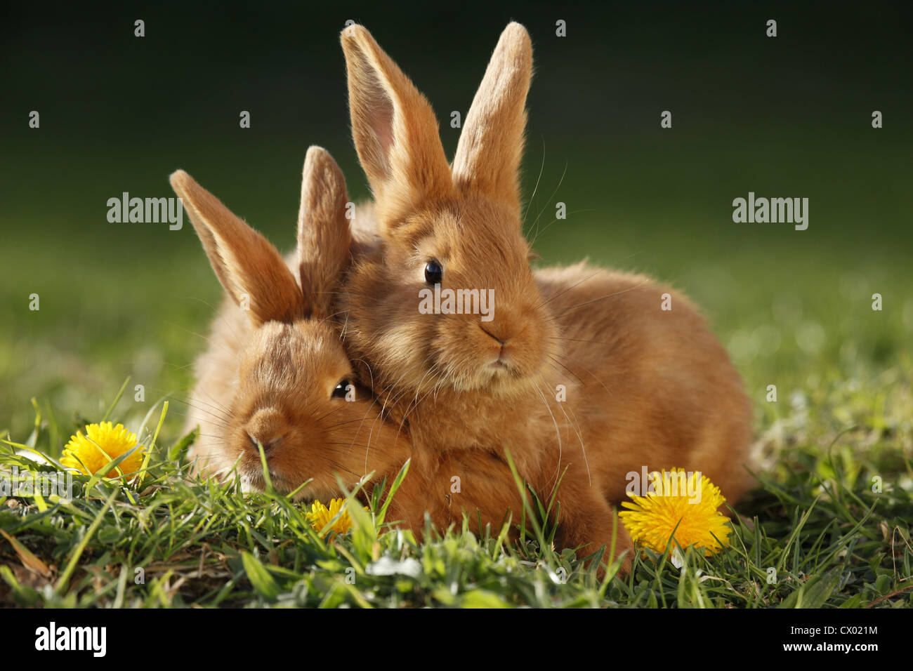 young New Zealander rabbits Stock Photo