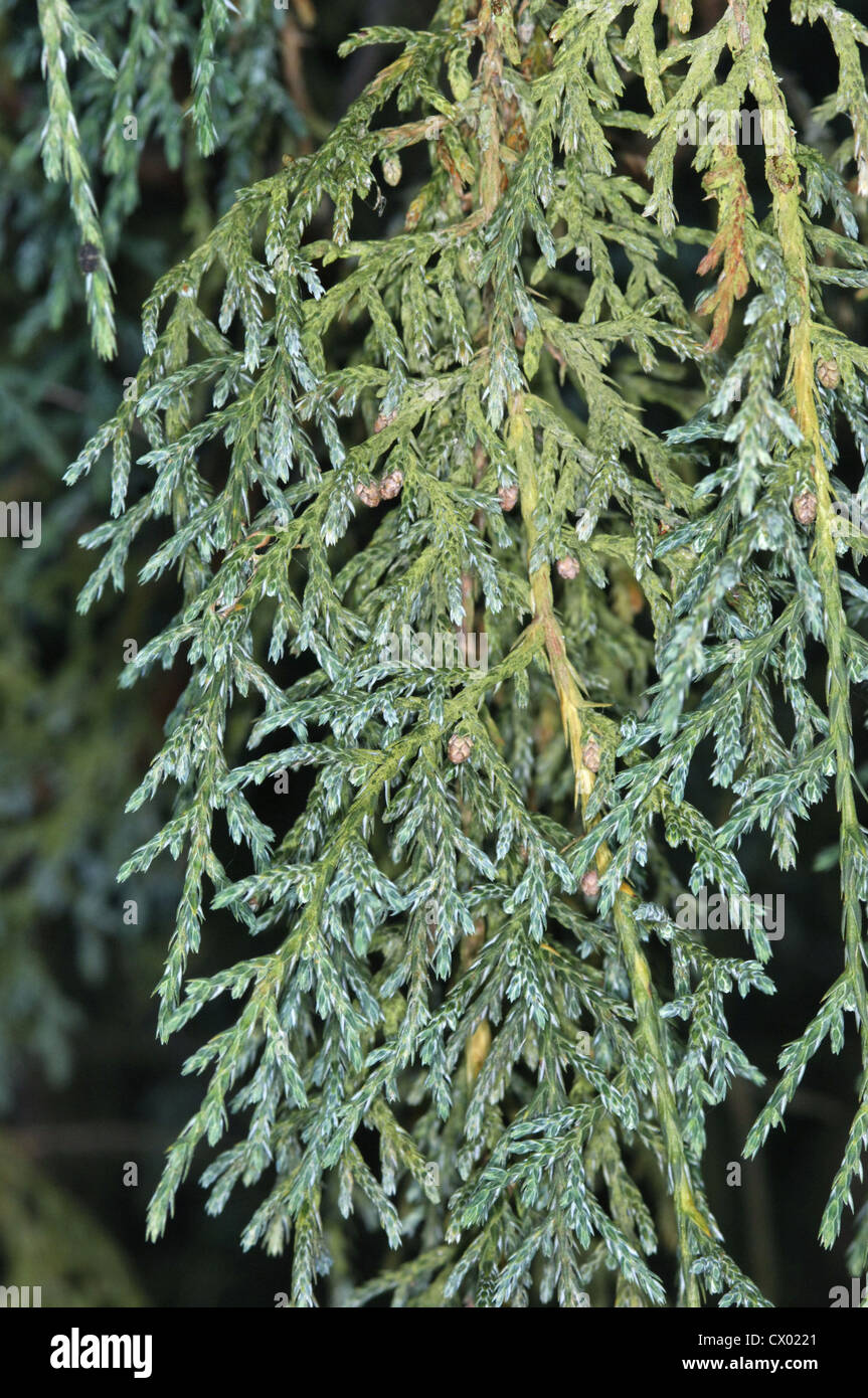 Drooping Juniper Juniperus recurva (Cupressaceae) Stock Photo