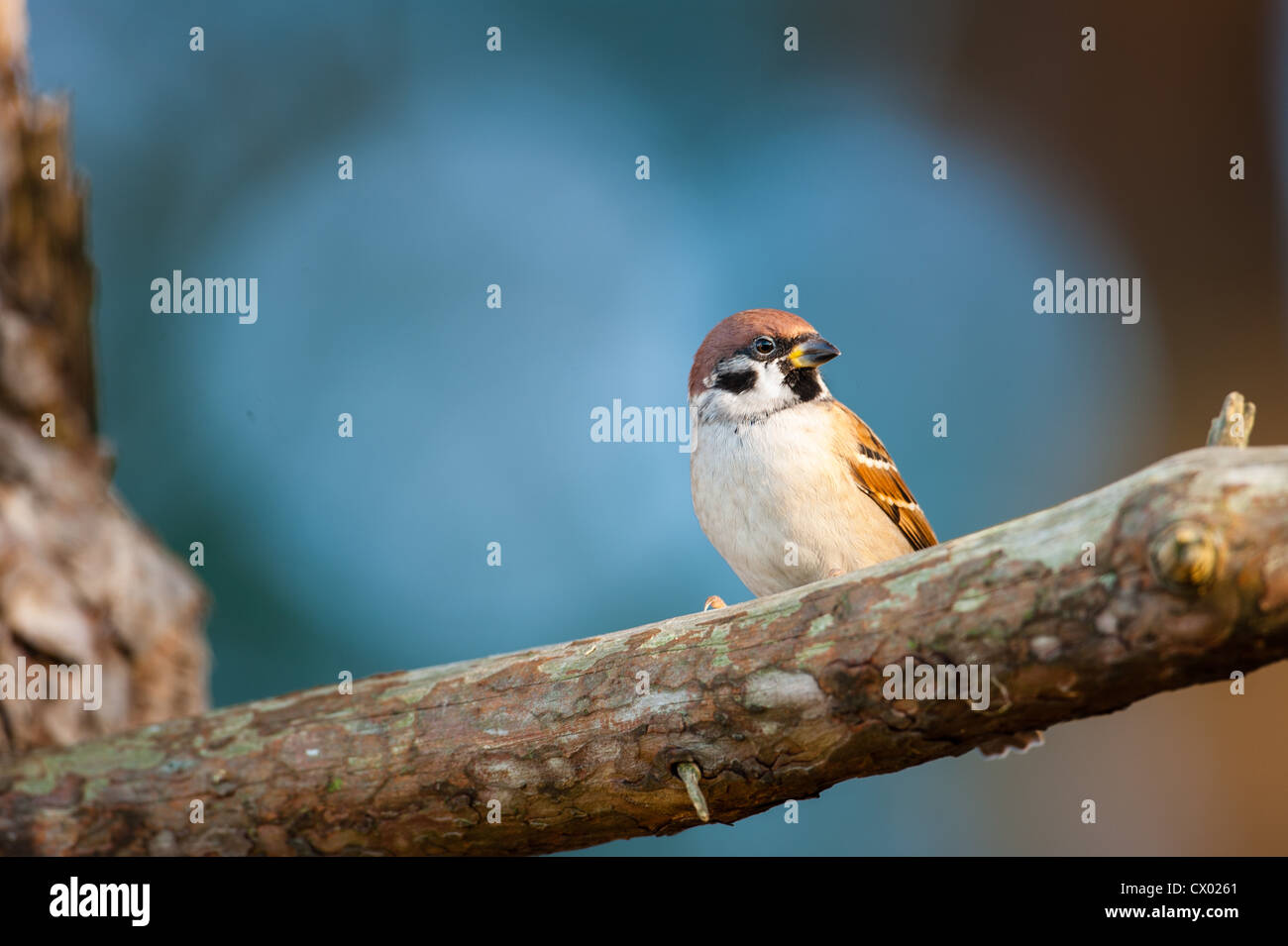 The Eurasian Tree Sparrow breeds over most of temperate Eurasia and Southeast Asia. Stock Photo