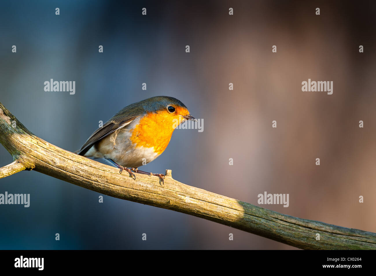 The Robin is found across Europe, east to Western Siberia and south to North Africa. Stock Photo