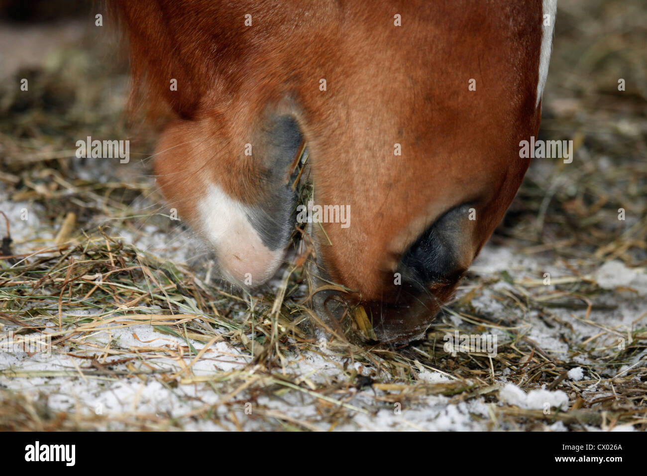 horse eats hay Stock Photo