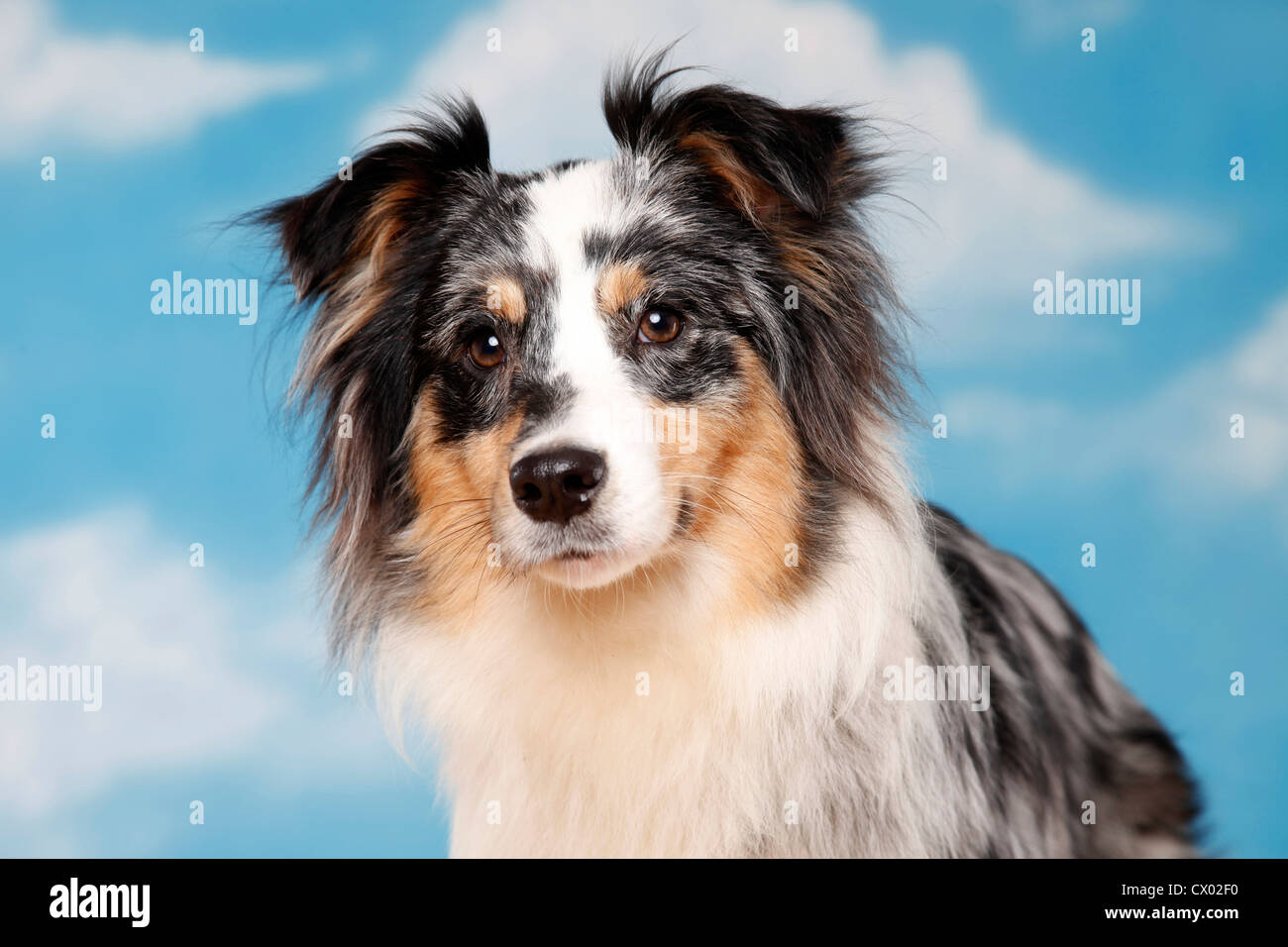 Australian Shepherd Portrait Stock Photo - Alamy