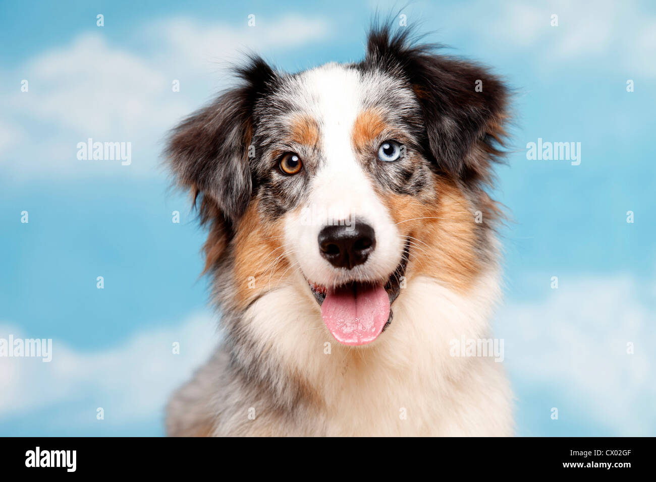Australian Shepherd Portrait Stock Photo - Alamy