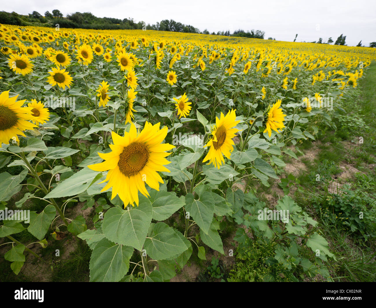 Sunflowers, tournesol growing in the fields in Aude, Languedoc, France