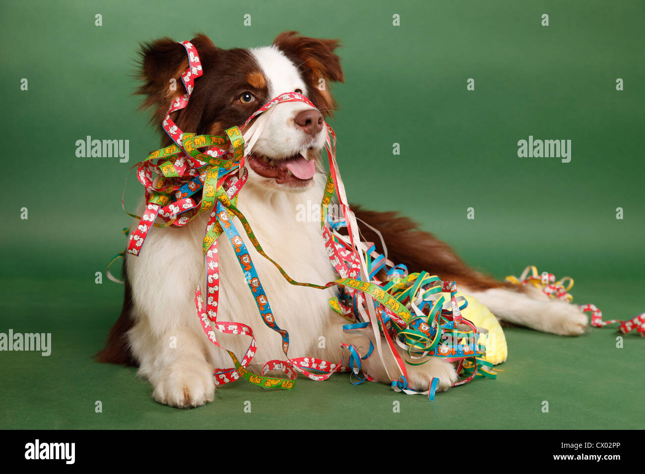 lying Australian Shepherd Stock Photo