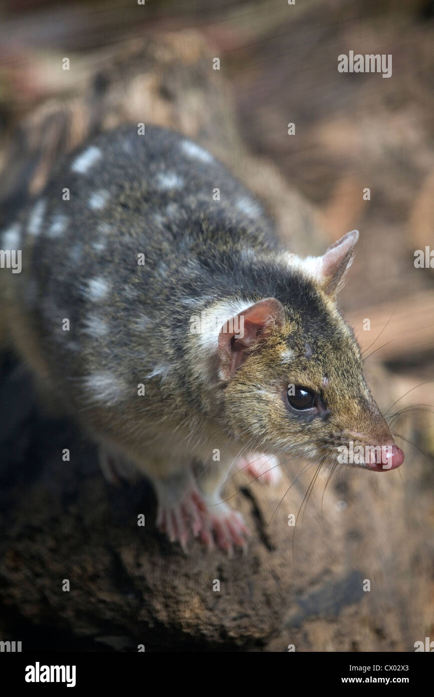 Tiger Quoll (also known as Spot tailed or Spotted tailed Quoll), Tasmania, Australia Stock Photo