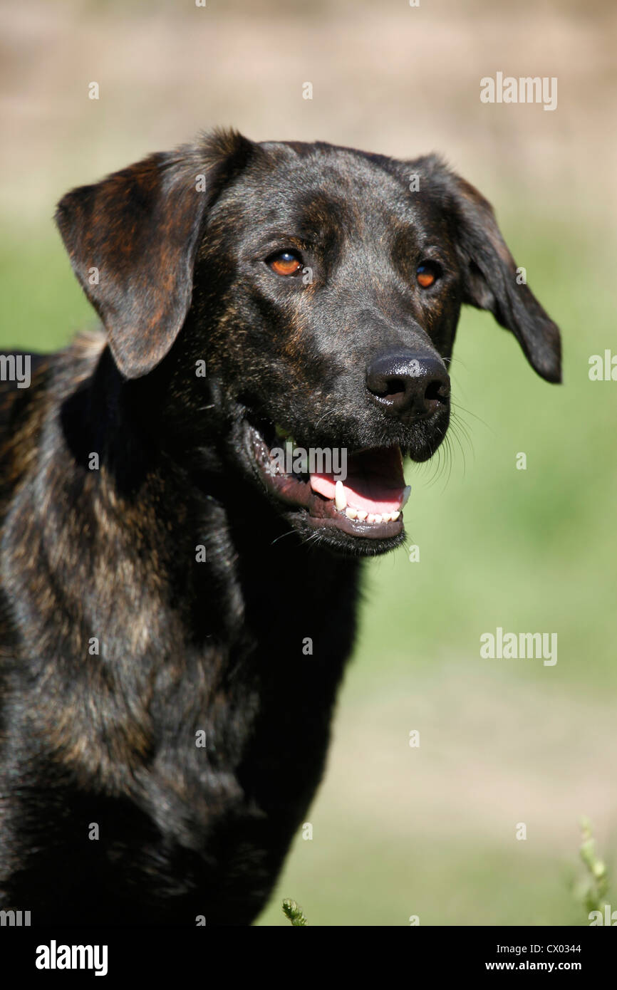 Medium size dog hi-res stock photography and images - Alamy