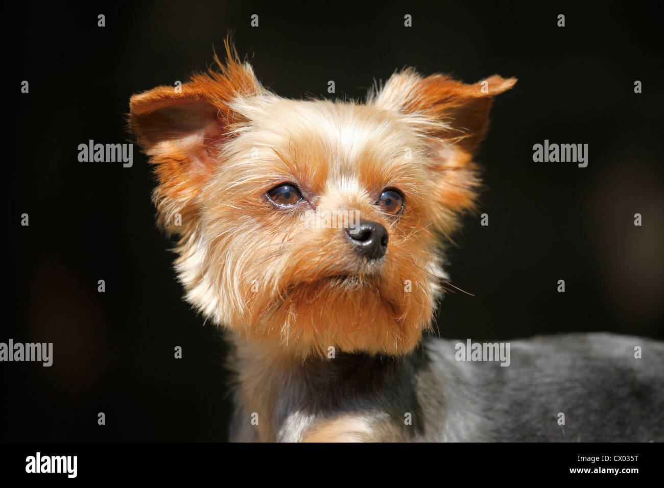 Yorkshire Terrier Stock Photo